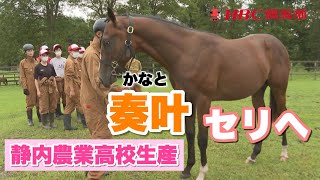 【サマーセール密着】日本で唯一競走馬を生産"静内農業高校"の「奏叶」/ 驚きの落札額＆オーナーも登場！”競馬部ファミリー”の解説も！