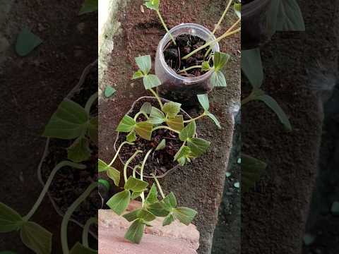 Time lapse of cucumber!