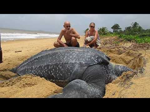 The Biggest Turtle in the World (2000 Pounds)