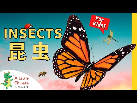 21 Insects 昆虫 | Simple Insect Vocabulary in Chinese | Learn Chinese for Kids, Toddlers, & Babies