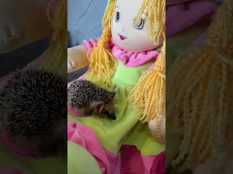 He liked new toys💕🎀 #funnyvideo #animals #cute #funny #animals #pet  #pets #hedgehog #love #soft