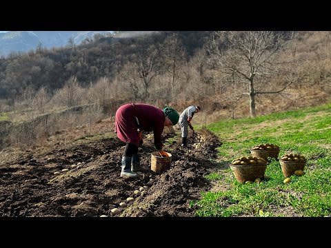 The Hard Life of an Elderly Couple in a Mountain Village. Working with the Land and Cooking Dinner