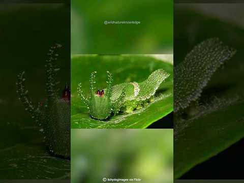 Dragon-Headed Caterpillar | Mythical Larval Majesty