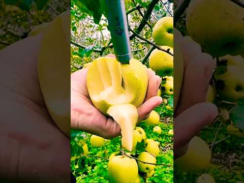 LETSGOGREEN Fruit | Viral Short Video | Trending Shorts | #shorts #short #shortvideo #youtubeshorts