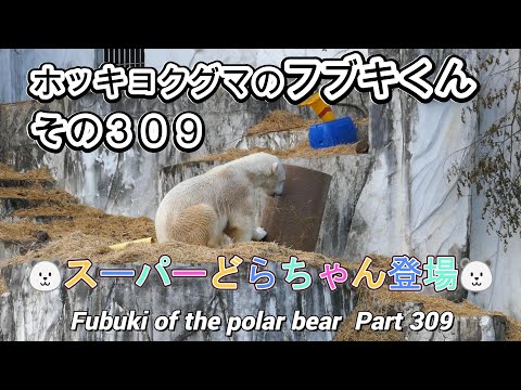 ホッキョクグマのフブキくん（３０９）🐻‍❄️スーパーどらちゃん🛢️登場🐻‍❄️（東山動植物園）Fubuki of the polar bear Part 309