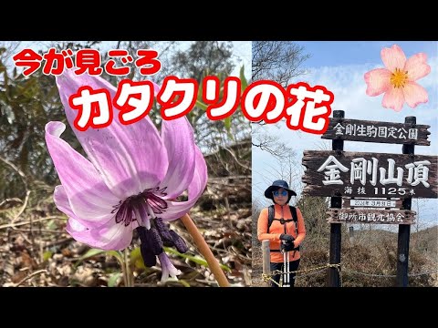 【春登山】金剛山でカタクリ🥀発見！　今が見ごろ！！