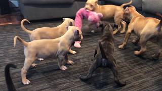 Pitbull puppies playing tug