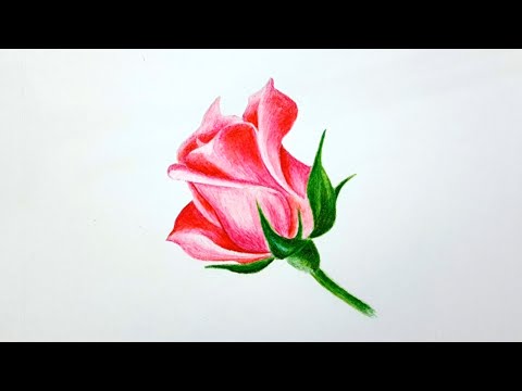 How to Draw a Colorful Rose Flower | Step by Step Tutorial