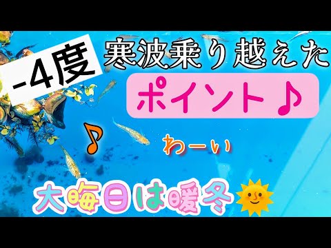 【メダカ】-4度の寒波を乗り越えたポイント♪大晦日は暖冬へ🌞クリぼっち独身おばばとめだか#寒波#ミジンコ#暖冬#クリぼっち#大晦日#越冬