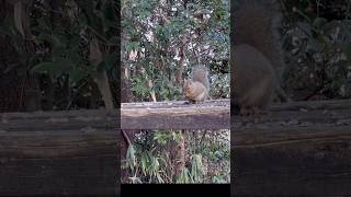 初めて間近で見て　感動🥺　こんなに可愛いんだね💕　(奈良　二上山) Squirrel