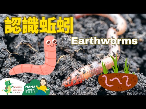 All about Earthworms | Vocabulary in Chinese | Learn Chinese for Kids, Toddlers & Preschoolers