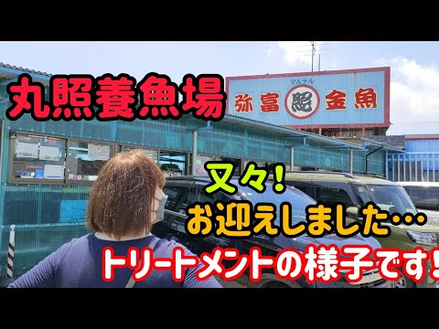 [金魚飼育]　丸照養魚場と丸敏養魚場購入した金魚…トリートメントの様子…塩浴　薬浴　素敵な出会いがあったかなぁ〜…#goidfish