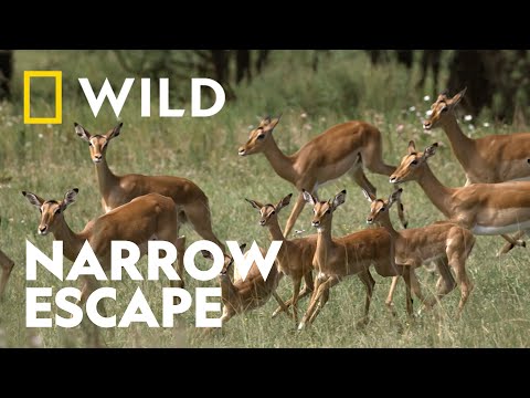 African Wild Dogs Hunt an Impala | Killer Safari | National Geographic WILD UK