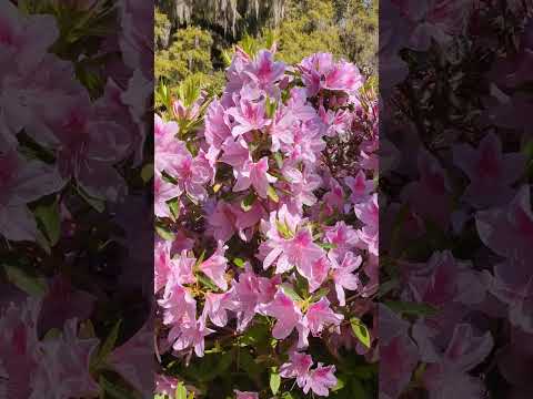 Azaleas are blooming at Brookgreen Gardens. Hurry on down. Murrells Inlet, SC