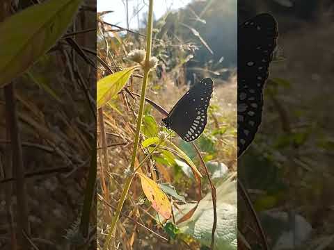 #butterfly