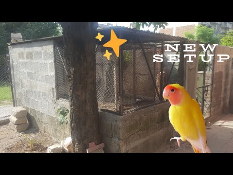 Setup renovate karwa dia✨✨lovebird ka male bhi le lia🦜