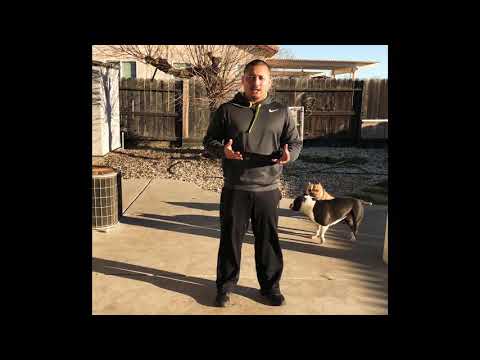 Getting a dog on a treadmill