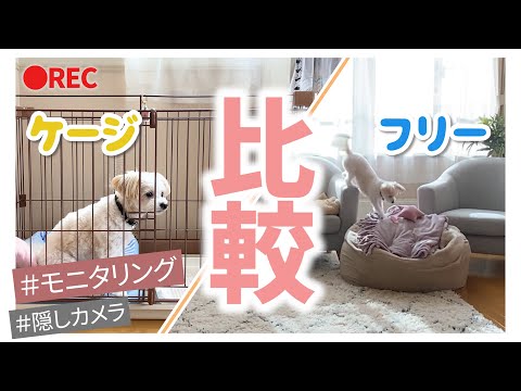 【お留守番問題】可愛いチワプー隠し撮り🐶みんなはケージ派？それともフリー派？【＃073】Cute dog answering machine