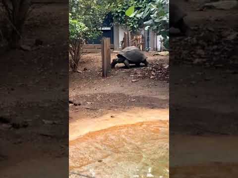 Tortoise #tortoise #zoo #london #india #ytshorts @vichethediamonds#