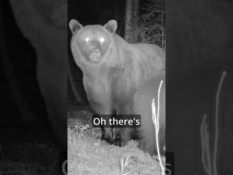 Unbelievable Night time Footage of Brown Bear and Cub in the Slovakian Hills! #wildlife