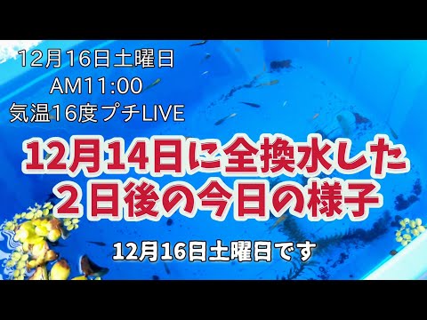 (めだか)12月14日に全換水したその後現在16日土曜日11時プチLIVE🤣#水換え#越冬#メダカ#リアルタイム