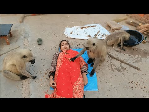 Bandar | Bandar Mama | Bandar Wala | Bandar Wala Cartoon | Bandar Bandar | Monkey Video