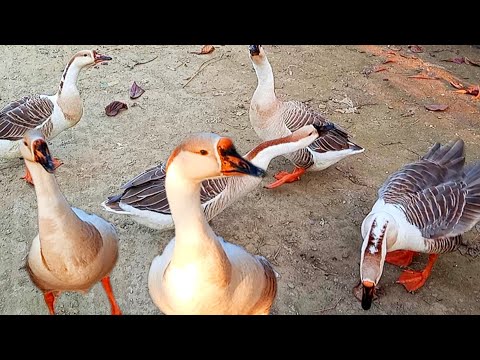 Happy Duck Cute | duck animals video   | swan duck animals video