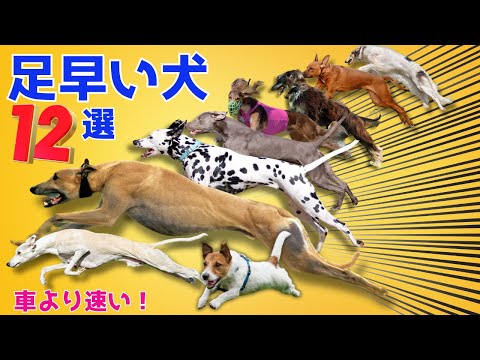 【最速】世界の足が速い犬種ランキングTOP12　【犬の雑学】