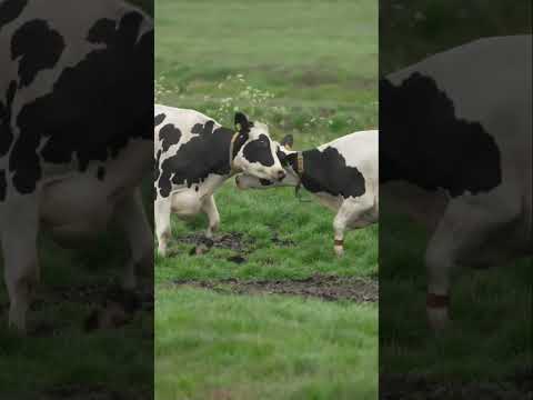 TWO COWS FIGHTING IT OUT, WHO WINS/Animal Fight To Death Video/Animal Attack Videos