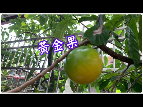 都市庭院～2023 黃金果 EP-07