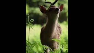 Deer 😍#adventure #adventure #life #life #adventurelifestyle #adventures #adventures #fun #funny