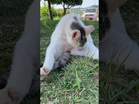 タマをペロペロする野良ネコ。#shorts #猫 #cat