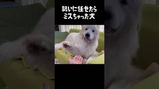 勢いに任せたらやっちまった超大型犬　#グレートピレニーズ #greatpyrenees #癒し #犬のいる生活 #大型犬の日常 #愛犬 #超大型犬のいる暮らし #puppy #小ぶりな大型犬