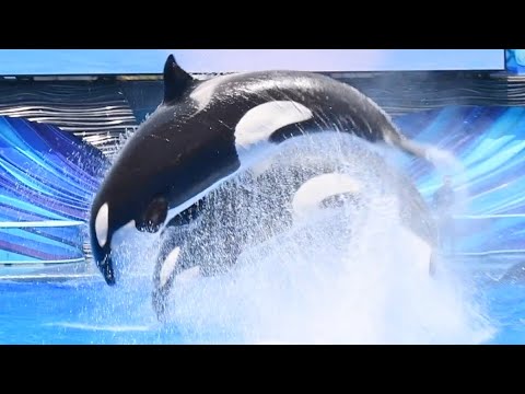 Orca Encounter (Full Show) - SeaWorld Orlando - July 4, 2023