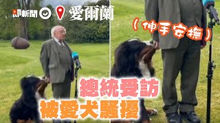 愛爾蘭總統受訪遭伯恩山犬騷擾　邊致詞邊伸手安撫：等我一下｜寵物動物｜狗狗｜精選影片