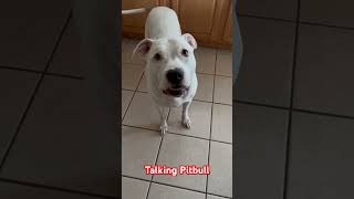 Talking pitbull also understands English #dog #sassypitbull #pitbull