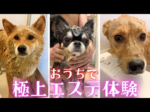 [Good dog] A luxurious moment with shampoo and mud pack for multiple dogs ♡