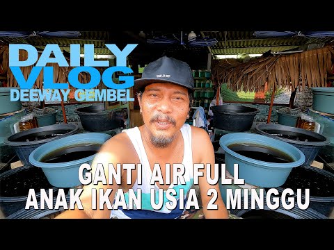 GANTI AIR FULL ANAK IKAN USIA 2 MINGGU PKDT GRIZLE