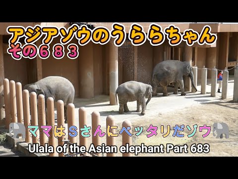 アジアゾウのうららちゃん（６８３）🐘ママはＳさんにベッタリだゾウ🐘（東山動植物園）Ulala of the Asian elephant Part 683