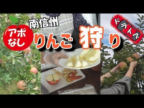 りんご狩り【にしおか農園】ドライブで南信州～飛び込みリンゴ狩り/南信州①Enjoy autumn with fruit picking