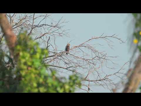 Western Banded Snake-Eagle (Circaetus cinerascens) - W Janjanbureh Island (Gambia) 24-11-2024