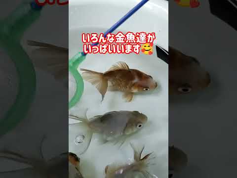 [金魚]　[だるま琉金]　知ってたァ〜　ホームセンターでは、会えない金魚かも？#goidfish