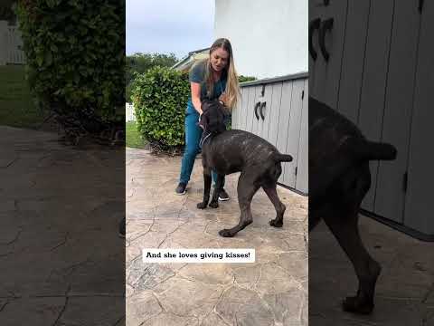 Meet “Harley Quinn” the black brindle Cane Corso Puppy!!! 🖤🤎 #canecorso #blackbrindlecanecorso