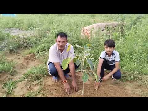 एक पेड़ अपनी मां के नाम अभियान के तहत व्यायामशाला  मैहड़ा में ग्रामीण और बच्चों ने लगाए पेड़-पौधे।