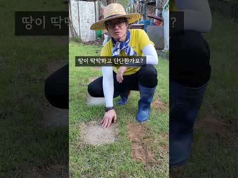 잔디관리 / lawn care #shorts  #시골집 #country