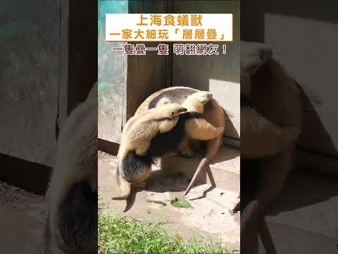 上海食蟻獸一家大細玩「層層疊」！ #shorts #shanghai #cute #adorable #animal #上海 #食蟻獸 #可愛