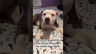 Pittie goes from rags to riches! #pitties #pitbull #adoptdontshop #foster #dog #dontbullymybreed