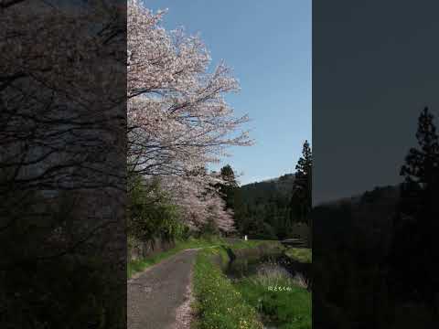 樽見鉄道　桜と川 #鉄道