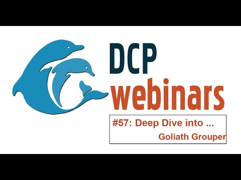 DCP Deep Dive: Protecting Goliath Grouper