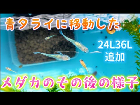 【メダカ】青タライに移動しためだかのその後の様子✨24L36L大きな容器で？！#飼育#ビオトープ#コメリ#ナフコ#角型タブ#ヨドバシカメラ#ダイソー#スクエアBOX